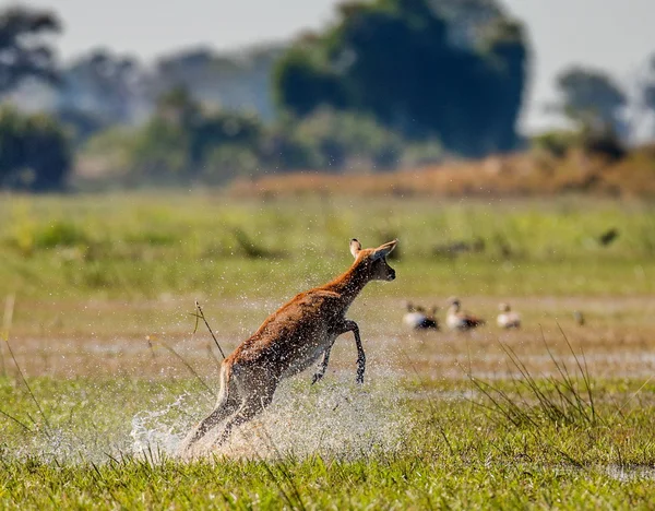 Young african deer running — Stockfoto