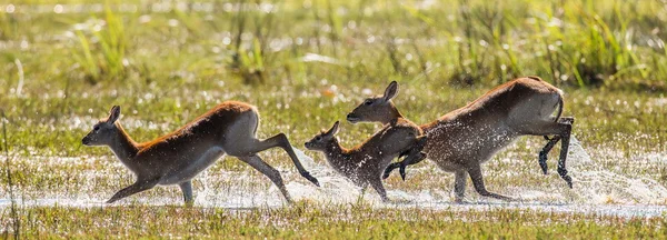 Stádo afrického jelena v běhu — Stock fotografie