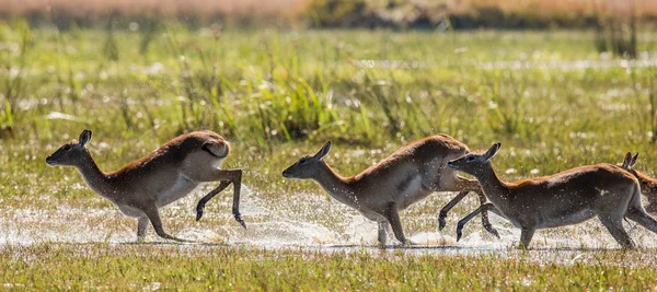 Herd of african deer running — Stock Photo, Image