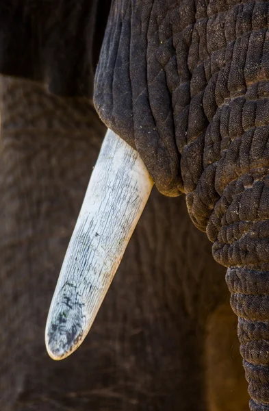 Elephants tusk and part of trunk — Stock Photo, Image