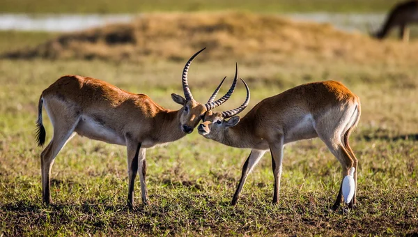 Two gazelles  rubbbing heads — Stock Photo, Image