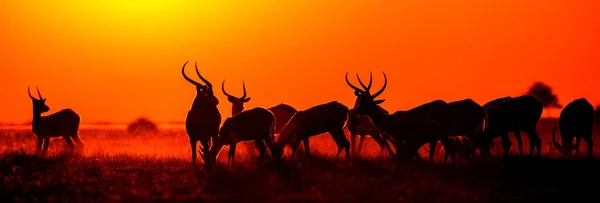 Herd of gazelles grazing at sunset — Stok fotoğraf