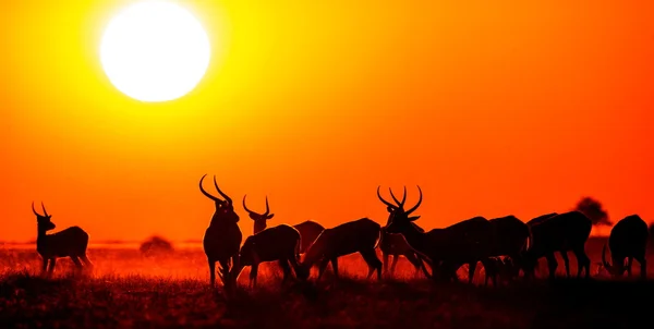 Herd of gazelles grazing at sunset — 스톡 사진