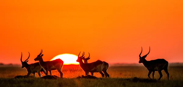 Herd of gazelles grazing at sunset — Stockfoto