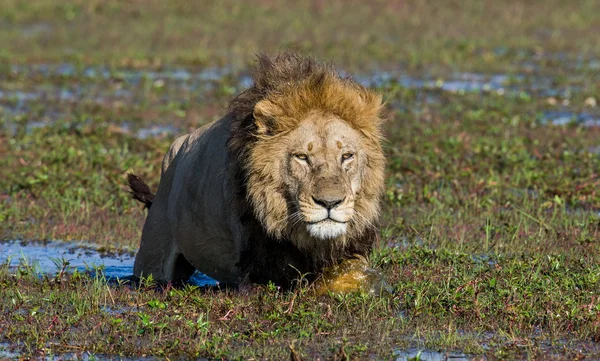 Belo leão César — Fotografia de Stock