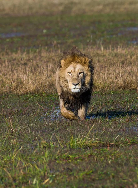 Hermoso León César — Foto de Stock