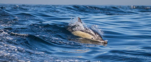 Дельфин в голубом море — стоковое фото