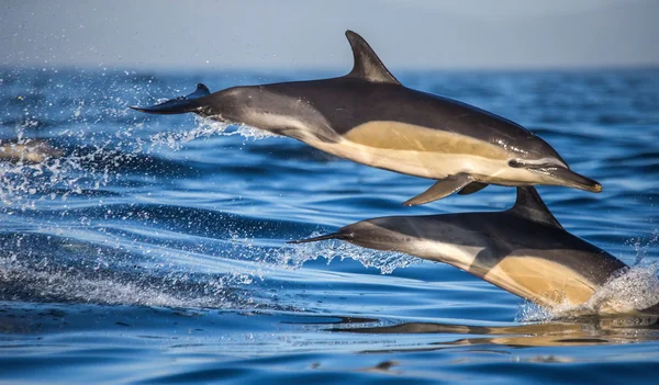 Két ugró delfin — Stock Fotó