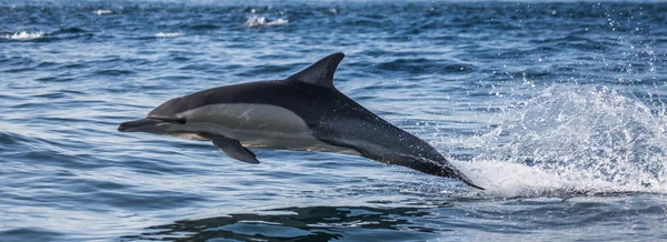 Delfino in mare blu — Foto Stock