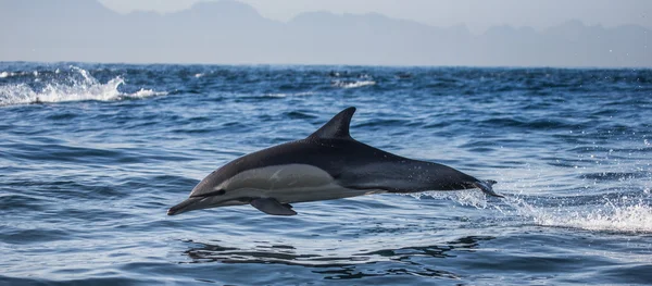 Delfín en el mar azul — Foto de Stock