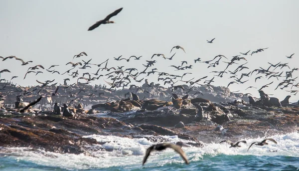 Colony of fur seals on rocky seashore — 图库照片