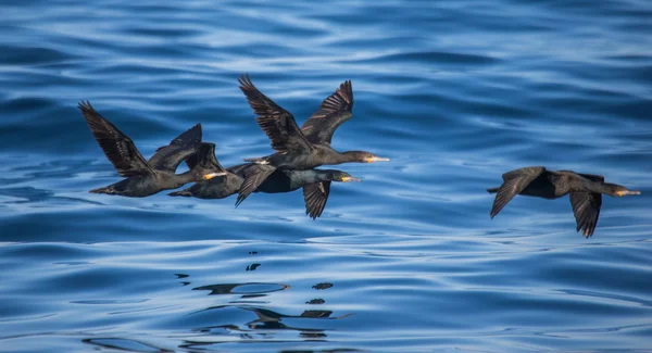 Black seabirds flying above  water — 图库照片