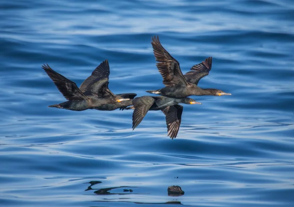 Black seabirds flying above  water — Φωτογραφία Αρχείου