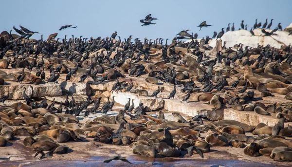 Colony of fur seals on rocky seashore