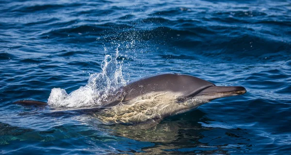 Delfino in mare blu — Foto Stock