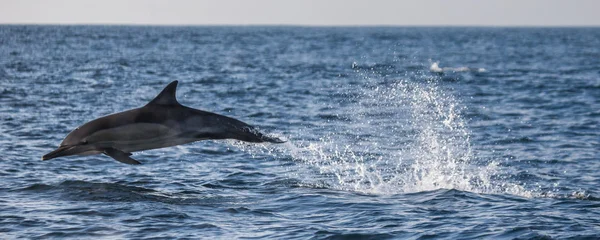 Delfino in mare blu — Foto Stock