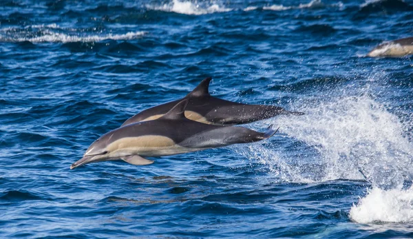 Dos delfines saltarines — Foto de Stock