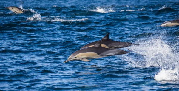 Két ugró delfin — Stock Fotó