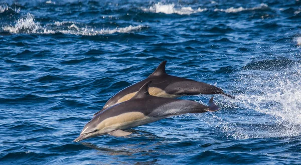 Δύο δελφίνια πηδώντας — Φωτογραφία Αρχείου