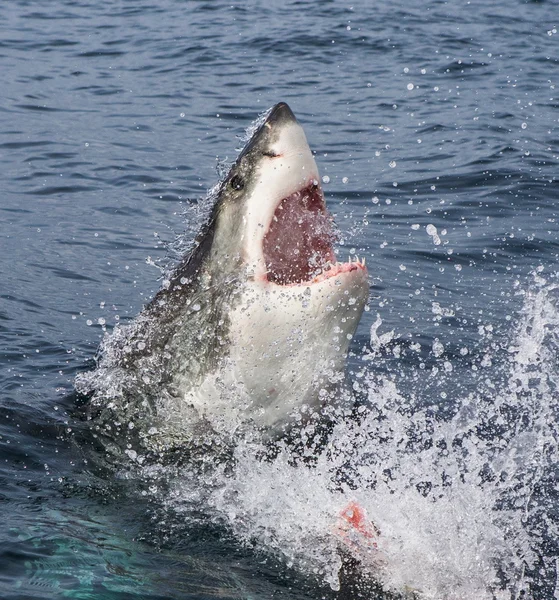 Gran tiburón blanco (Carcharodon carcharias ) — Foto de Stock
