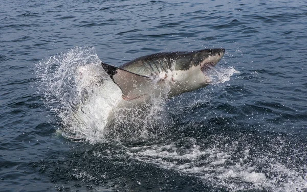 Grande tubarão branco (Carcharodon carcharias ) — Fotografia de Stock