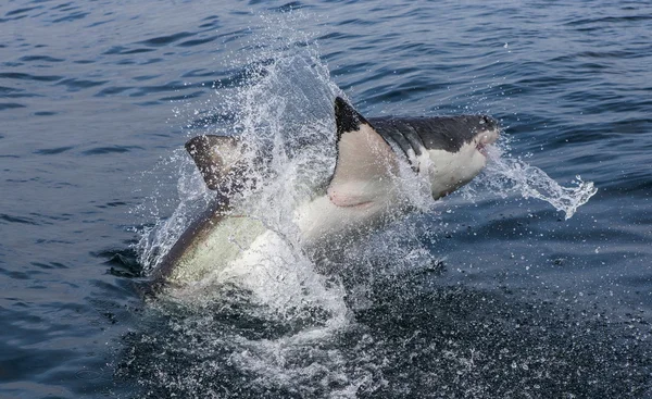 Grande tubarão branco (Carcharodon carcharias ) — Fotografia de Stock