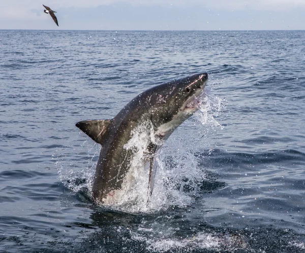 Gran tiburón blanco (Carcharodon carcharias ) — Foto de Stock