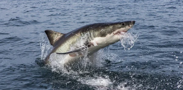 Gran tiburón blanco (Carcharodon carcharias ) — Foto de Stock