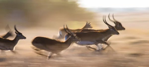 Antilopes africanos de fotos Antílopes africanos
