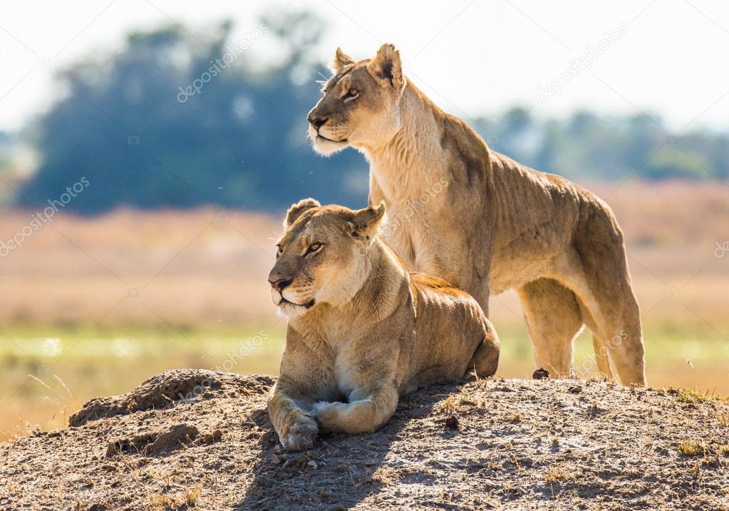 Two wild  lionesses