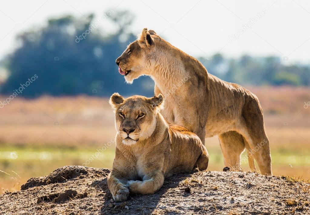 Two wild  lionesses