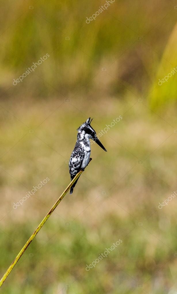 Petit Oiseau Assis Sur La Branche Photographie