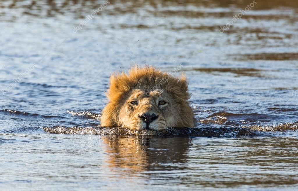 Lion Facts: 25 Facts about Lions that you may not have known before - Lions Are Skilled Swimmers