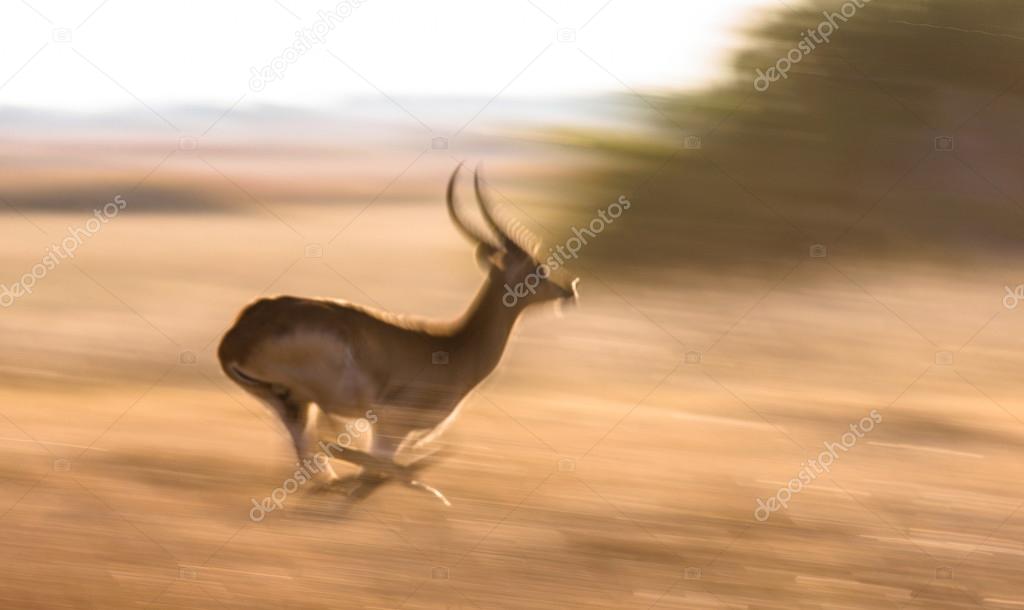 Вилорог сообщение. Антилопа в беге. Гепард скорость бега км/ч максимальная. Антилопа джейран описание. Гарна индийская антилопа.