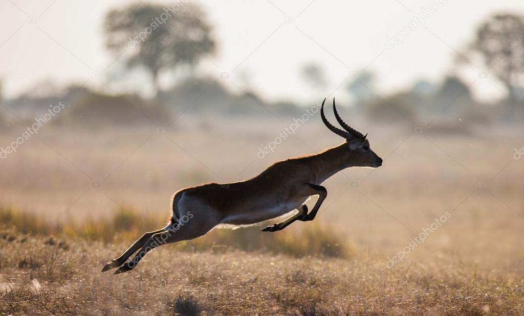 Adult Gazelle Running In Savanna Stock Photo Image By C Gudkovandrey