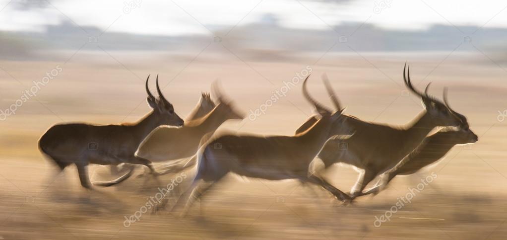 Adult African Gazelles Running Stock Photo Image By C Gudkovandrey