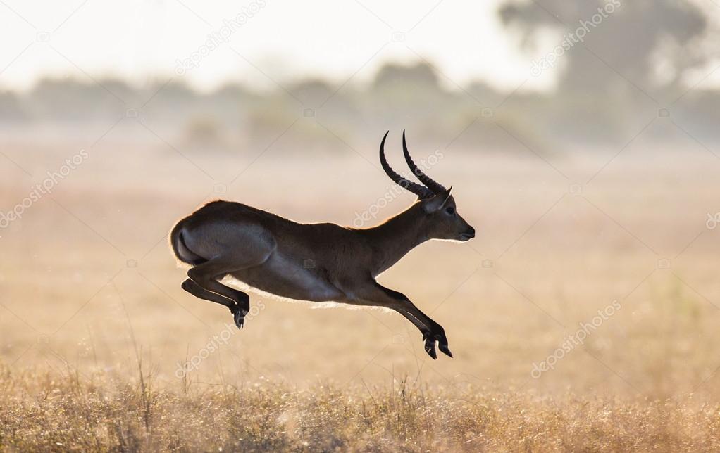 Adult gazelle running in savanna Stock Photo by ©GUDKOVANDREY 76763837 Adult gazelle running in savanna Stock Photo by ©GUDKOVANDREY 76763837