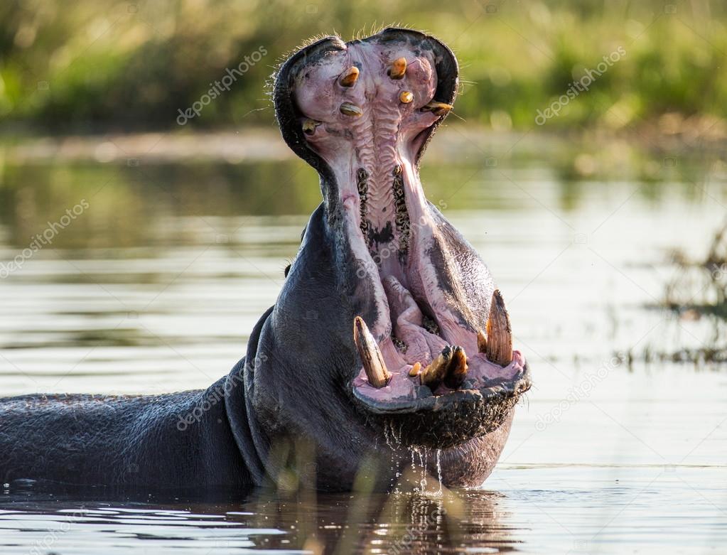 Hippopotamus showing huge jaw