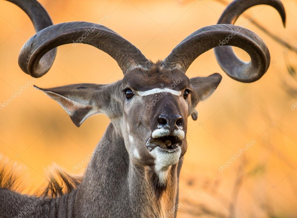 Antelope With Twisted Horns Antelope With Twisted Horns