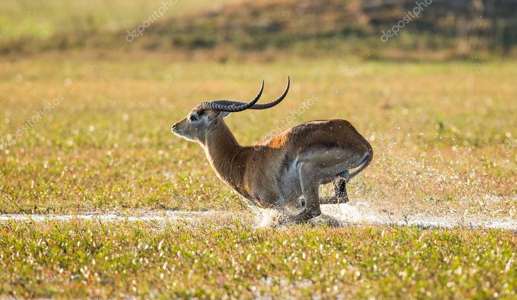 Adult Gazelle Running In Savanna Stock Photo Image By C Gudkovandrey