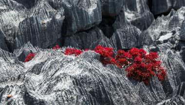 Madagaskar taş orman