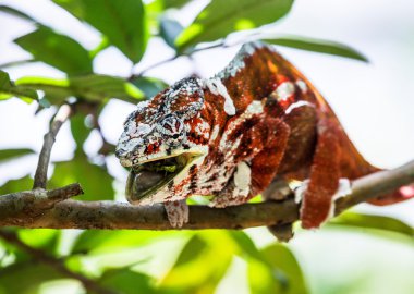 Kahverengi ve beyaz bukalemun