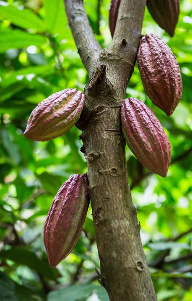 Vainas de cacao en el árbol — Foto de Stock