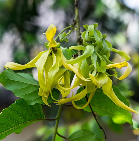 Ylang ylang blommor på träd — Stockfoto