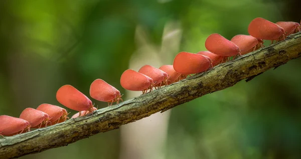 Seltsame rosa Insekten — Stockfoto