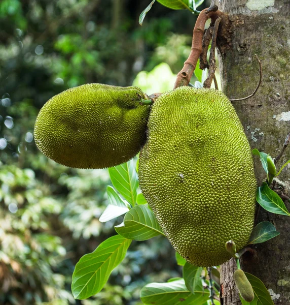 Fruits verts du baobab — Photo