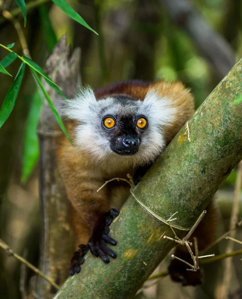 Lemur นั่งบนสาขา — ภาพถ่ายสต็อก