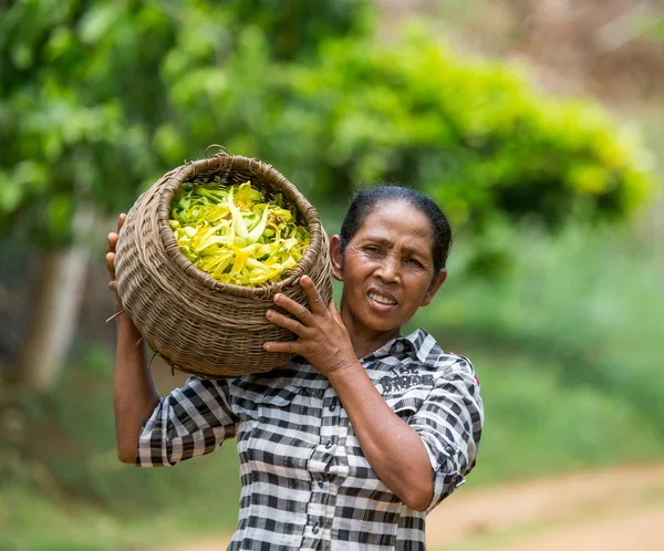 Žena na plantáži ylang ylang — Stock fotografie