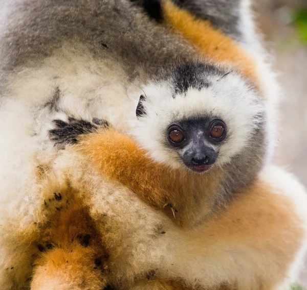 Lemur sentado en la rama — Foto de Stock