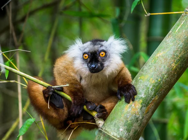 Lemur dalda oturan — Stok fotoğraf